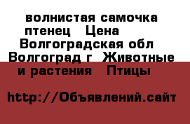 волнистая самочка птенец › Цена ­ 600 - Волгоградская обл., Волгоград г. Животные и растения » Птицы   